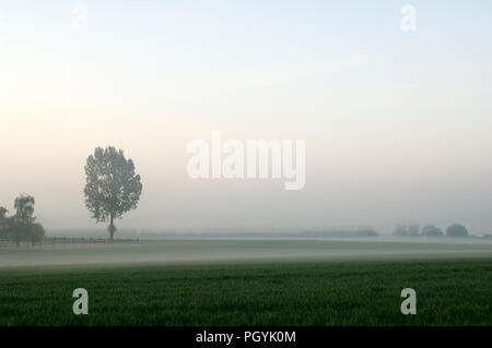 Mist and tree Stockfoto
