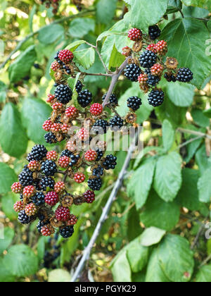 Raceme elmleaf Blackberry, mit reifen und unreifen Früchte Stockfoto