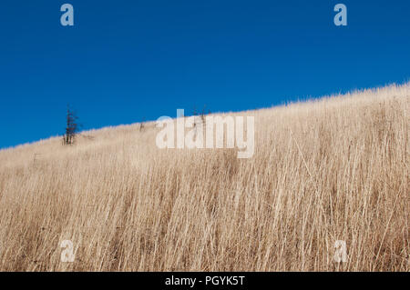 Eine öde öde Feld auf einem Hügel mit getrockneten gelben Gras und mehrere Tote Bäume auf dem Hintergrund einer pulsierenden blauen Himmel an einem warmen Herbsttag Stockfoto