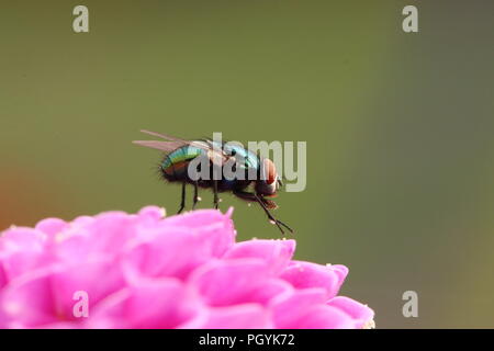 Gemeinsame grüne Flasche fliegen auf rosa Blume Stockfoto