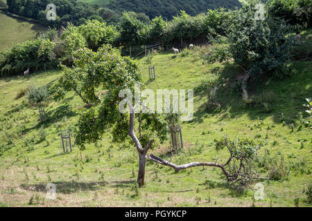 Copse, Holz, Dickicht, Niederwald, Gruppe von Bäumen, Apple - Obst, Apfelgarten, Apfelbaum, Obstgarten, Frucht, Herbst, Ernte, Ernte, Baum, Bauernhof, Feld Stockfoto