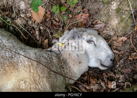 Tote Schafe gefangen im Fechten, eine domestizierte Wiederkäuer Säugetier mit einer dicken, wolligen Fell und (in der Regel nur in der männlichen) gewundene Hörner. Ich Stockfoto