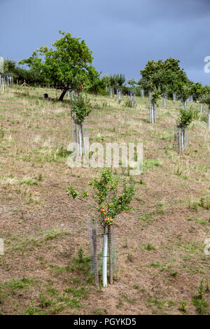 Copse, Holz, Dickicht, Niederwald, Gruppe von Bäumen Stockfoto