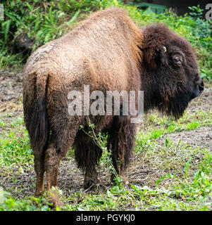 Bison oder American Buffalo close-up mit natürlichen Hintergrund Stockfoto