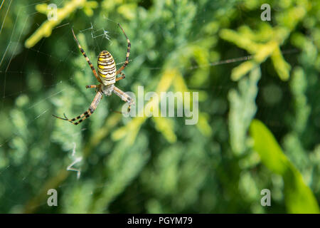 Große Spinne. Gemeinsame Schwarz und Gelb fett Mais oder Garden Spider Argiope aurantia auf seiner Web Warten auf seine Beute aus der Nähe. Stockfoto