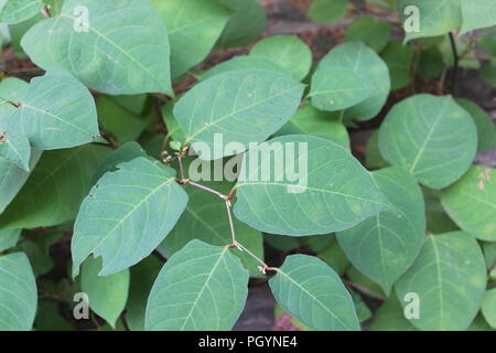 Poison Ivy Stockfoto