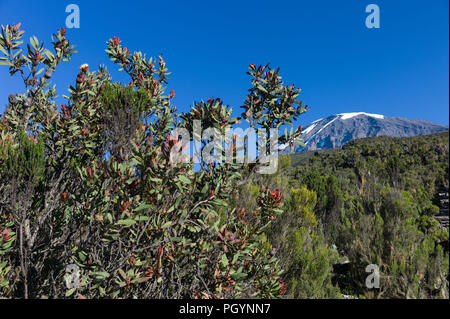 Kilimanjaro Protea Protea kilimandscharica, vor Kibo Peak, Mount Kilimanjaro, Kilimanjaro, Tansania. Stockfoto