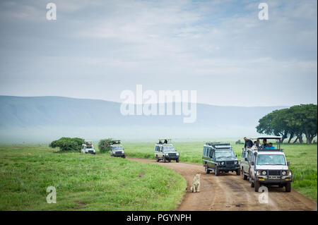 Game Drive Fahrzeuge Line up eine Löwin zu sehen, Panthera leo, Ngorongoro Krater Ngorongoro Crater Conservation Area, Region Arusha, Tansania. Stockfoto