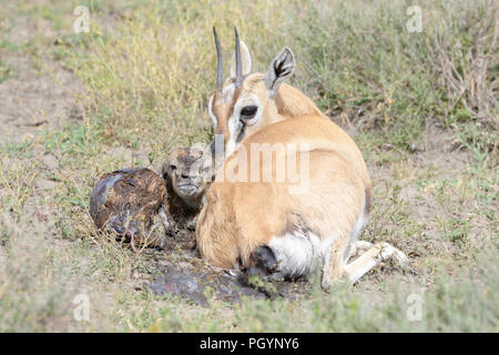 Grant's Gazelle (Gazella granti) liegen mit einem neugeborenen Baby, Ngorongoro Conservation Area, Tansania. Stockfoto