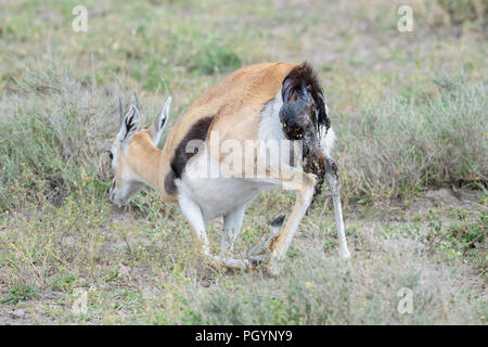 Grant's Gazelle (Gazella granti) Geburt ein neugeborenes Baby, Ngorongoro Conservation Area, Tansania. Stockfoto