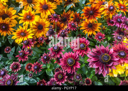 Pflanzen Sie Rudbeckias für einen Sommerblumenbettengarten Rote Rudbeckia Cherry Brandy, Sonora, Cappuccino Rot gelb-orange Blumen Stockfoto