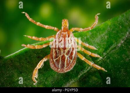 Foto zeigt die dorsale Ansicht einer braunen und cremefarbenen männlichen Gulf Coast Tick (Amblyomma maculatum) einen Vektor für verschiedene Arten von Ricketts Krankheiten und Krankheit Herzwasser, ausgleichend auf das grüne Blatt einer Pflanze, mit freundlicher CDC/Dr Christopher Paddock, 2008. () Stockfoto