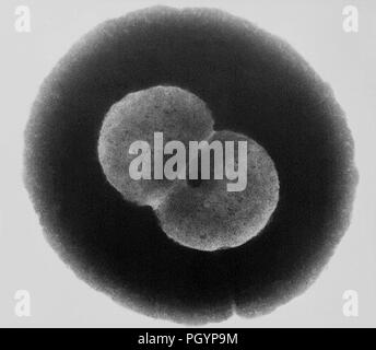Diplococcal paar Gram-negative Bakterien Neisseria gonorrhoeae im Getriebe Elektronenmikroskopischen (TEM) Bild, 1972 aufgedeckt. Mit freundlicher Seuchenkontrollzentren (CDC)/Dr Wiesner. () Stockfoto