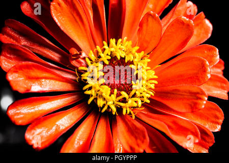 Eine Nahaufnahme von einem roten zinnia Blume Stockfoto