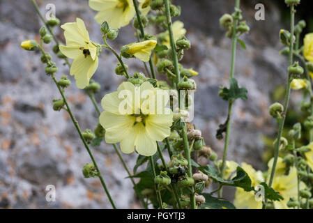 Eine russische Malve (Alcea rugosa) Stockfoto