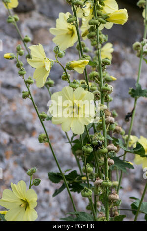 Eine russische Malve (Alcea rugosa) Stockfoto