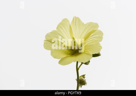 Eine russische Malve (Alcea rugosa) Stockfoto