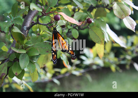 Nahaufnahme von einem Monarchfalter ruht mit Flügeln teilweise offen in einem Malus Prairifire Crabapple Baum in Trevor, Wisconsin, USA Stockfoto