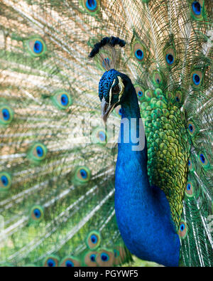 Pfau Vogel in der Nähe mit seiner schönen und bunten blauen und grünen Gefieder Schwanz mit EYESPOTS. Stockfoto