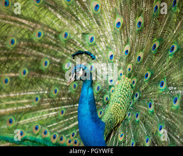 Pfau Vogel in der Nähe mit seiner schönen und bunten blauen und grünen Gefieder Schwanz mit EYESPOTS. Stockfoto