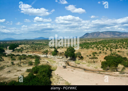 Ein einsamer Stier elphant Getränke aus einem Loch, die er in den sandigen Bett des Mdonya, einer der Zuflüsse der großen Ruaha Fluss gegraben hat. Stockfoto