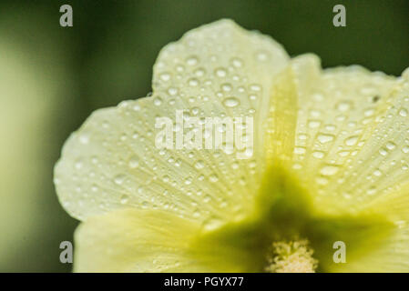 Eine Nahaufnahme der Regen fällt auf die Blütenblätter einer russischen Malve (Alcea rugosa) Stockfoto