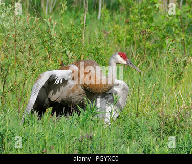 Sandhill Crane in der Nähe mit seiner Flügel mit seiner Umgebung. Stockfoto