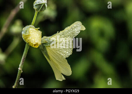 Regen fällt auf die Blütenblätter einer russischen Malve (Alcea rugosa) Stockfoto