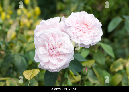 Rosa's ouvenir de Malmaison' Blumen. Stockfoto