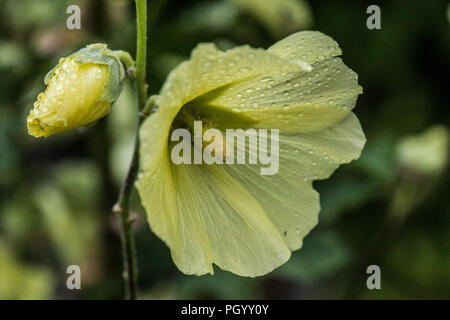 Regen fällt auf die Blütenblätter einer russischen Malve (Alcea rugosa) Stockfoto