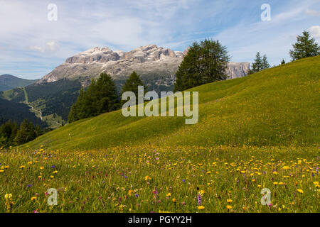 Italien, Südtirol, Trentino, der Piz La Ila Hochplateau in der Nähe von Stern/La Villa, Bergwiese, Stockfoto