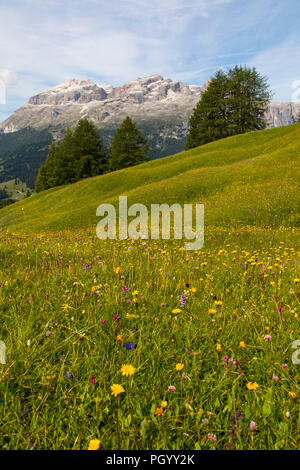 Italien, Südtirol, Trentino, der Piz La Ila Hochplateau in der Nähe von Stern/La Villa, Bergwiese, Stockfoto