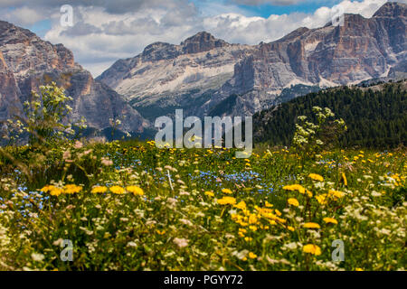 Italien, Südtirol, Trentino, der Piz La Ila Hochplateau in der Nähe von Stern/La Villa, Almwiese, Stockfoto