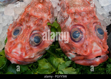 Frisch gefangenen Skorpion Fisch zum Verkauf auf Borough Market in London. Stockfoto