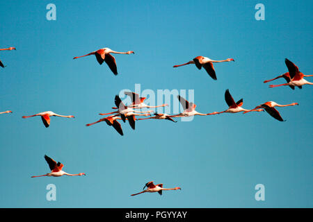 Mehr Flamingo, Phoenicopterus ruber, Delta del Ebre Naturpark. Tarragona. España Stockfoto