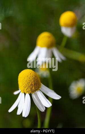 Eine Nahaufnahme eines Deutschen Kamille Blüte. Stockfoto
