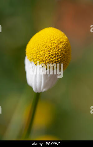 Ein Makro Nahaufnahme eines Deutschen Kamille Blüte. Stockfoto