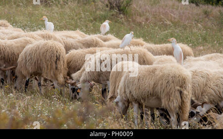 Egret thront auf der Rückseite der Herde Schafe in der Algarve, Portugal Stockfoto