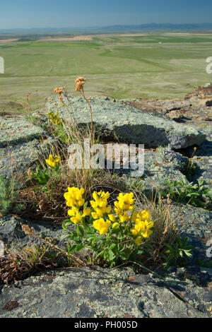 Falsche Lupine, ersten Völker Buffalo Jump State Park, Montana Stockfoto