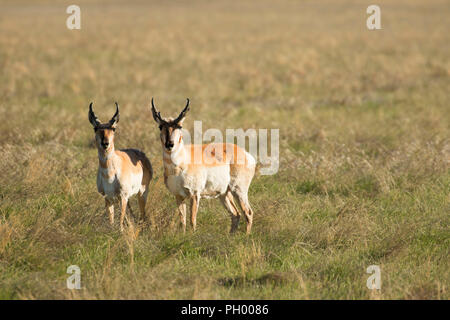 Pronghorn Antilope, Benton Lake National Wildlife Refuge, Montana Stockfoto