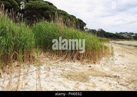 Sand und grünen Vordach am Ufer des Lagoa de Albufeira. Grüne Vegetation im Hintergrund und bewölkter Himmel Stockfoto