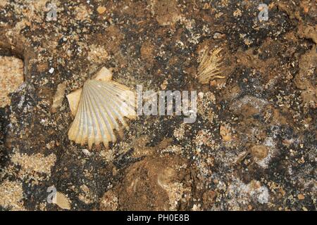 Braun Stein -Textur mit marinen Fossilien Stockfoto