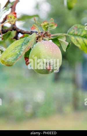 Frucht der unreifen Apfel auf dem Zweig der Baum mit Blättern von pilzerkrankung betroffen. Geringe Tiefenschärfe. Obst im Garten Stockfoto