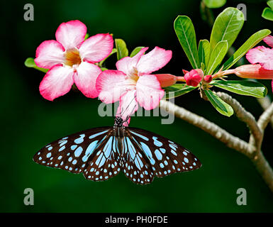 Blue Tiger Butterfly oder Danaid Tirumala limniace auf rosa Blüten von adeniums Obesum oder Sabi Stern oder Desert Rose oder mock Azalea mit grünen Blättern und da Stockfoto