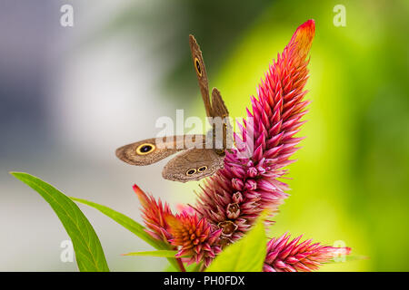 Ypthima baldus oder gemeinsame 5-ring Schmetterling, Familie, unterfamilie Satyrinae (oder der satyrines oder satyrids, allgemein als das Braun bekannt) Stockfoto