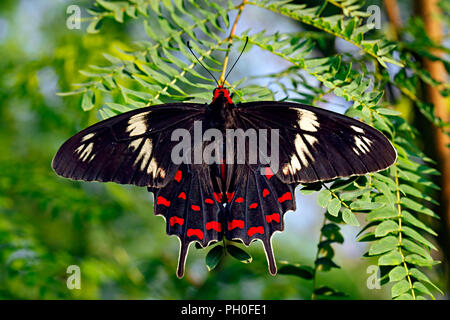 Schmetterling schwarz Rose oder Pachliopta hector unter grüne Blätter an der Grünen und der Himmel Hintergrund. Indien. Stockfoto