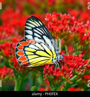 Delias eucharis oder gemeinsamen Isebel Schmetterling baden in roten Blüten. Stockfoto
