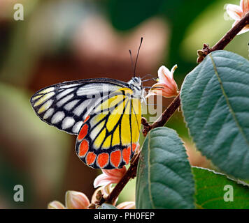 Bemalt butterfly Gemeinsame Isebel oder Delias eucharis, Pieridae Familie, auf einem Zweig mit rosa Blumen und grüne Blätter mit bunten verschwommen bokeh Hinterg Stockfoto