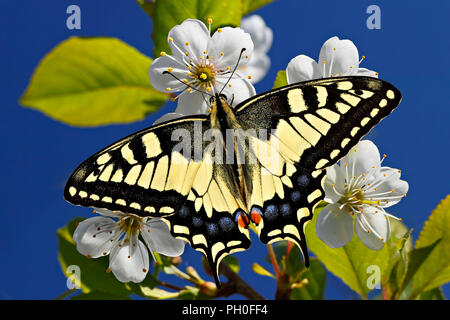 Pieris brassicae oder gewöhnlichen gelben Schwalbenschwanz Schmetterling auf spring blossom am Himmel Hintergrund. Stockfoto