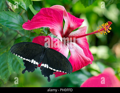 Schwarze Schmetterling Papilio polytes Romulus oder indische Common Mormon, der Papilionidae Familie ein pink flower Hibiscus rosa-sinensis. Stockfoto